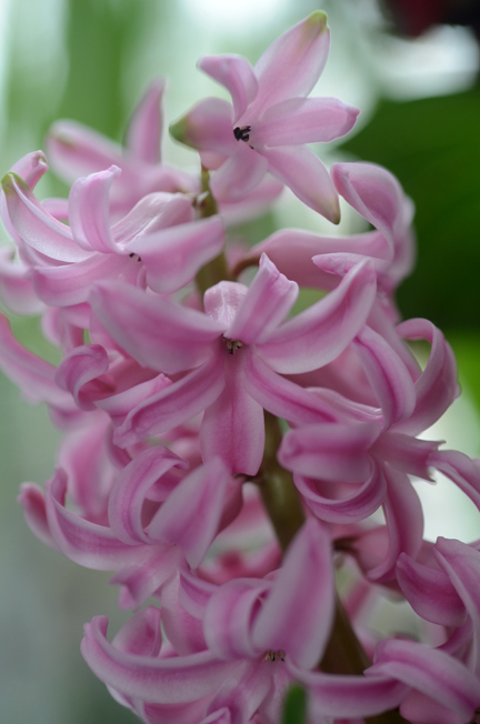 There's nothing like the fragrance of hyacinths.