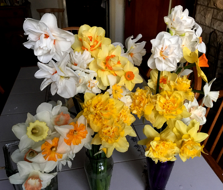 Daffodils are the harbinger of spring. There are 13 different divisions of the flowers, each one has a different type of bloom. They are deer proof and easy to grow.