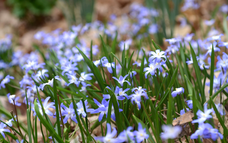 Chionodoxa or Glory of Snow have pretty blue flowers in the early spring and will form a colony in just a few years.