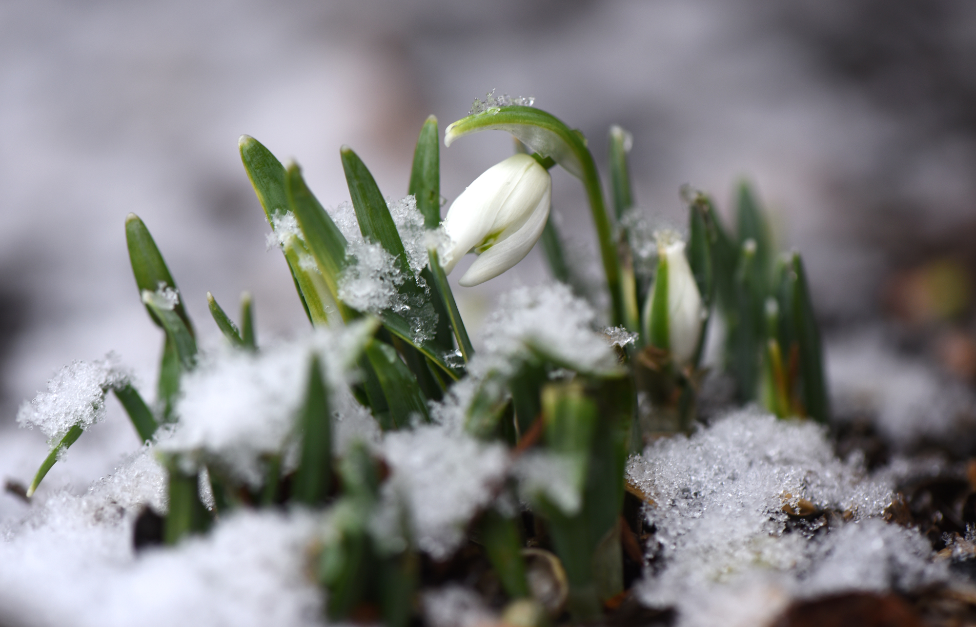 Snowdrops are one of the first flowers to bloom in the late winter.
