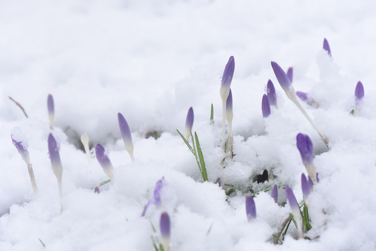 Snow crocus blooms are always a surprise when they emerge. Photos by Doug Oster