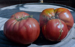 The story of the 3945 tomato found on WWII battlefield
