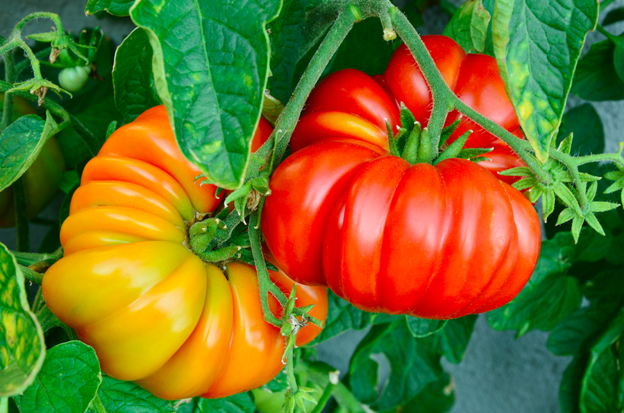 Virtual Tomato and Garlic Days runs from 8/24-8/27 benefits food bank