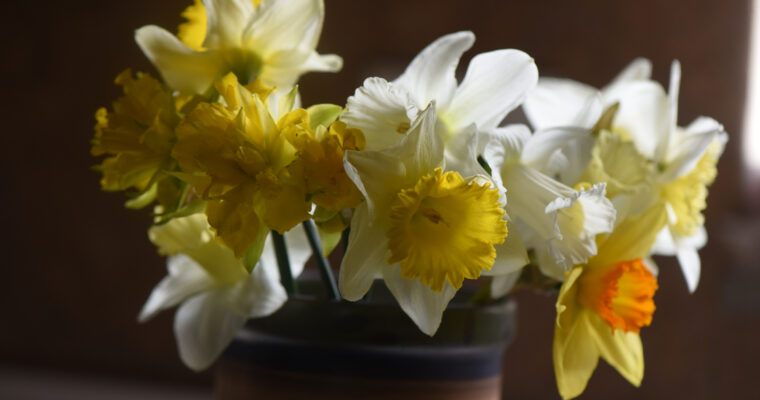 Free “You Dig” daffodils