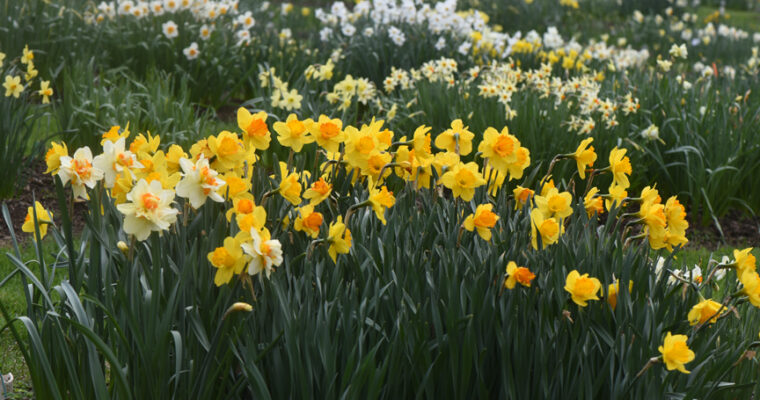 In Doug’s Garden: Joe Hamm’s Daffodil Hortus (Collection)