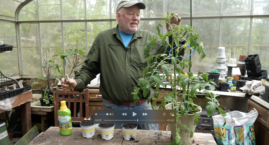 In Doug’s Garden: Making more tomato plants