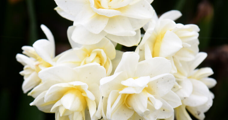 The Beauty of Daffodils from PTL