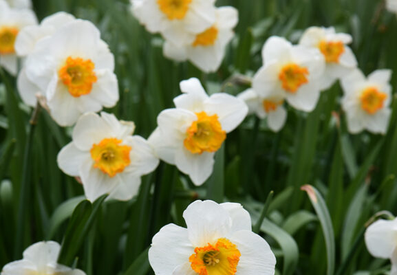 Daffodils Aren’t Blooming? Here’s the Solution