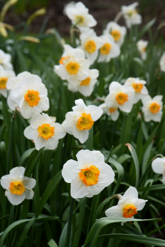 Daffodils Aren’t Blooming? Here’s the Solution