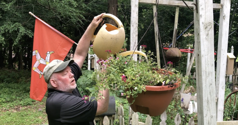 In Doug’s Garden: Bargain hanging basket fun!