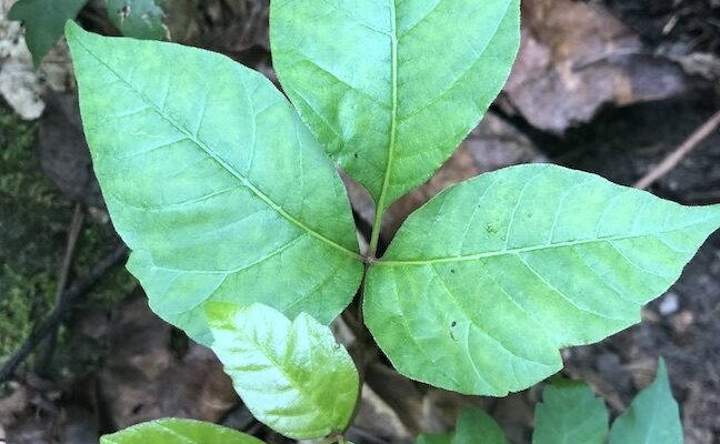Poison ivy control tip from gardener is safe and inexpensive