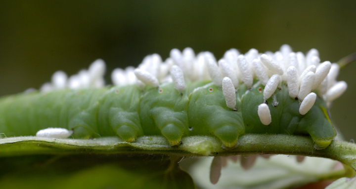 Ask Doug: Don’t kill this hornworm, crape myrtle hardiness and when to move iris