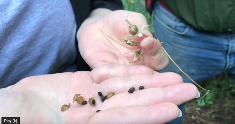 Saving seeds is simple, but here’s what you need to know