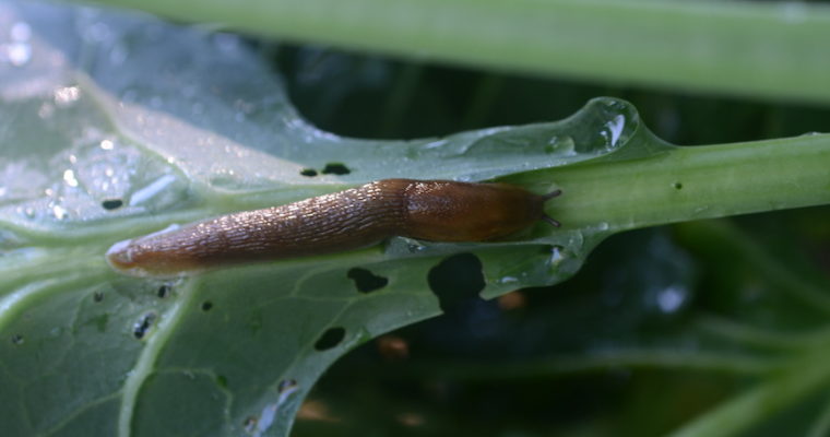 Slugs emerge during wet weather, here are organic controls.