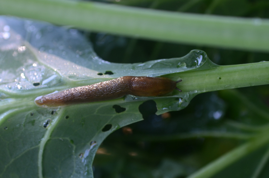 Slugs emerge during wet weather, here are organic controls.