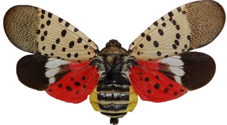 What to do if you discover Spotted lanternfly