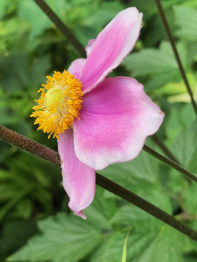 You Should Grow This: Anemone ‘Queen Charlotte’