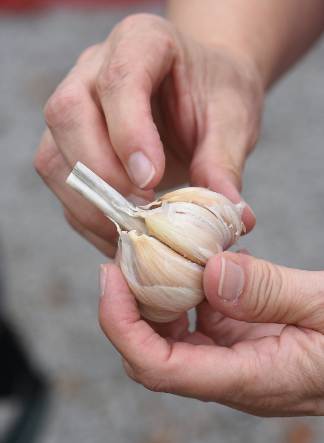 How to plant garlic this fall for five harvests