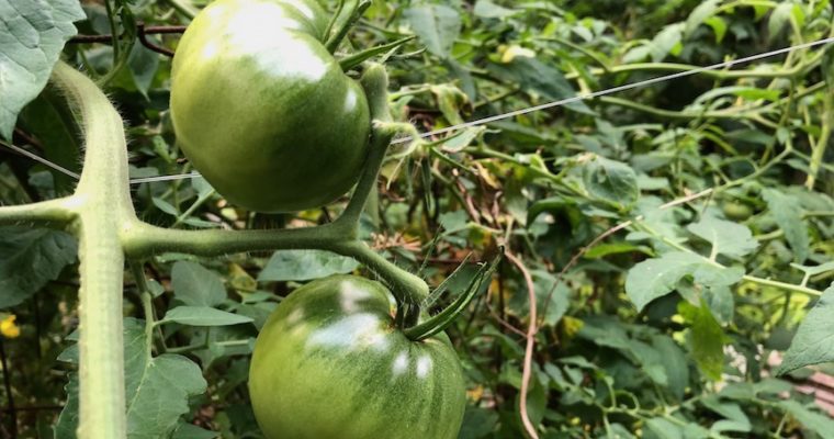 What to do with all those green tomatoes