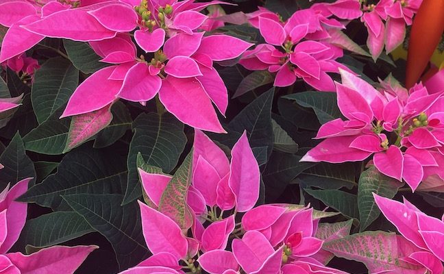 ‘J’Adore Pink’ poinsettia available at Drew Mathieson Greenhouse at Bidwell
