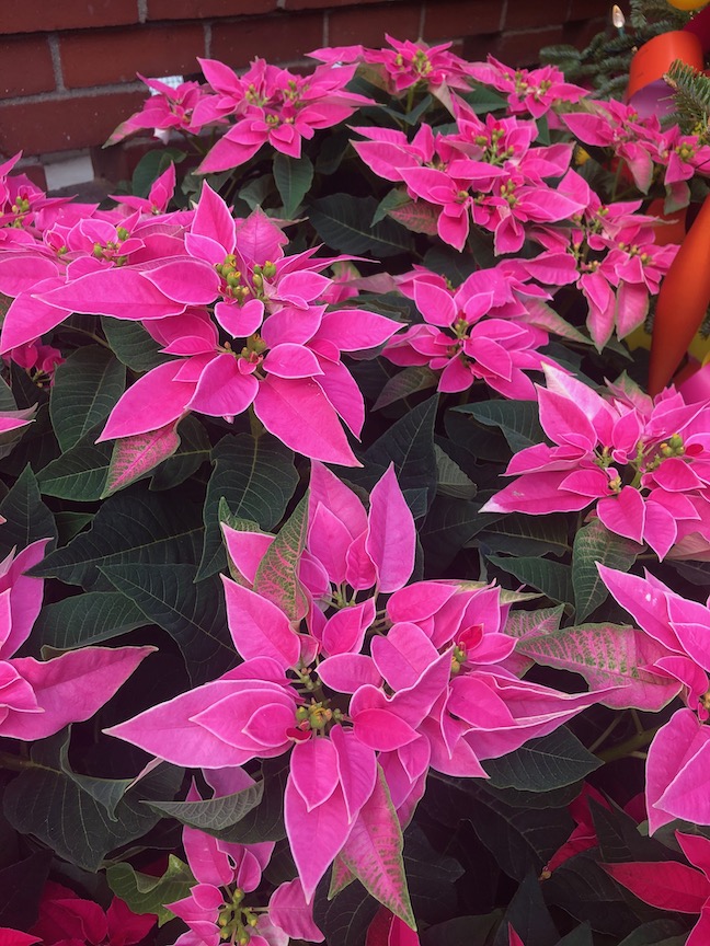 ‘J’Adore Pink’ poinsettia available at Drew Mathieson Greenhouse at Bidwell