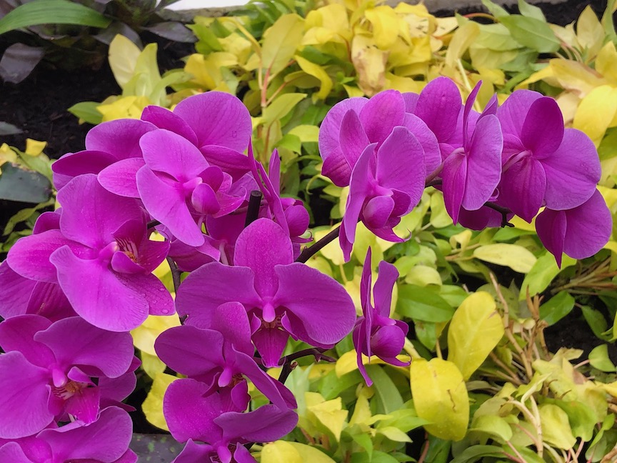 Tour the Orchid and Tropical Bonsai Show at Phipps