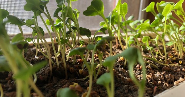 How to plant microgreens as seen on PTL