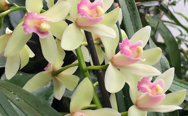 This beautiful orchid reveals a touching story