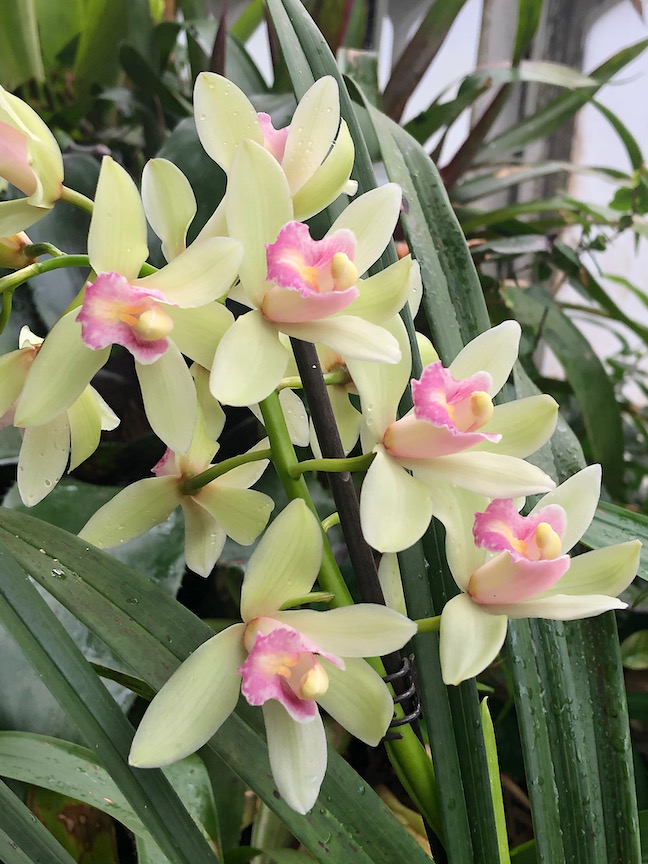 This beautiful orchid reveals a touching story