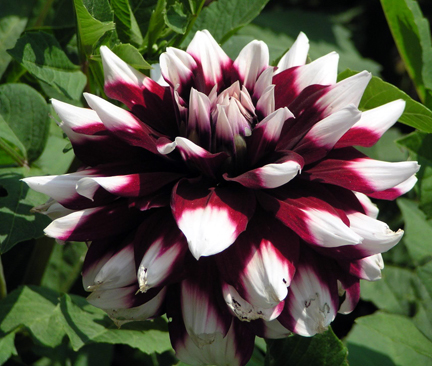 ‘Duet’ is Pittsburgh’s famous dahlia, bred by the late Fred Scott