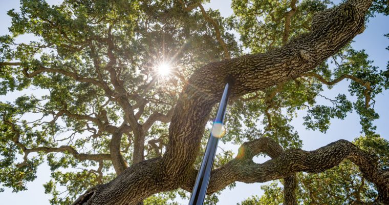 Talking Trees new podcast alert! Saving special trees with cabling