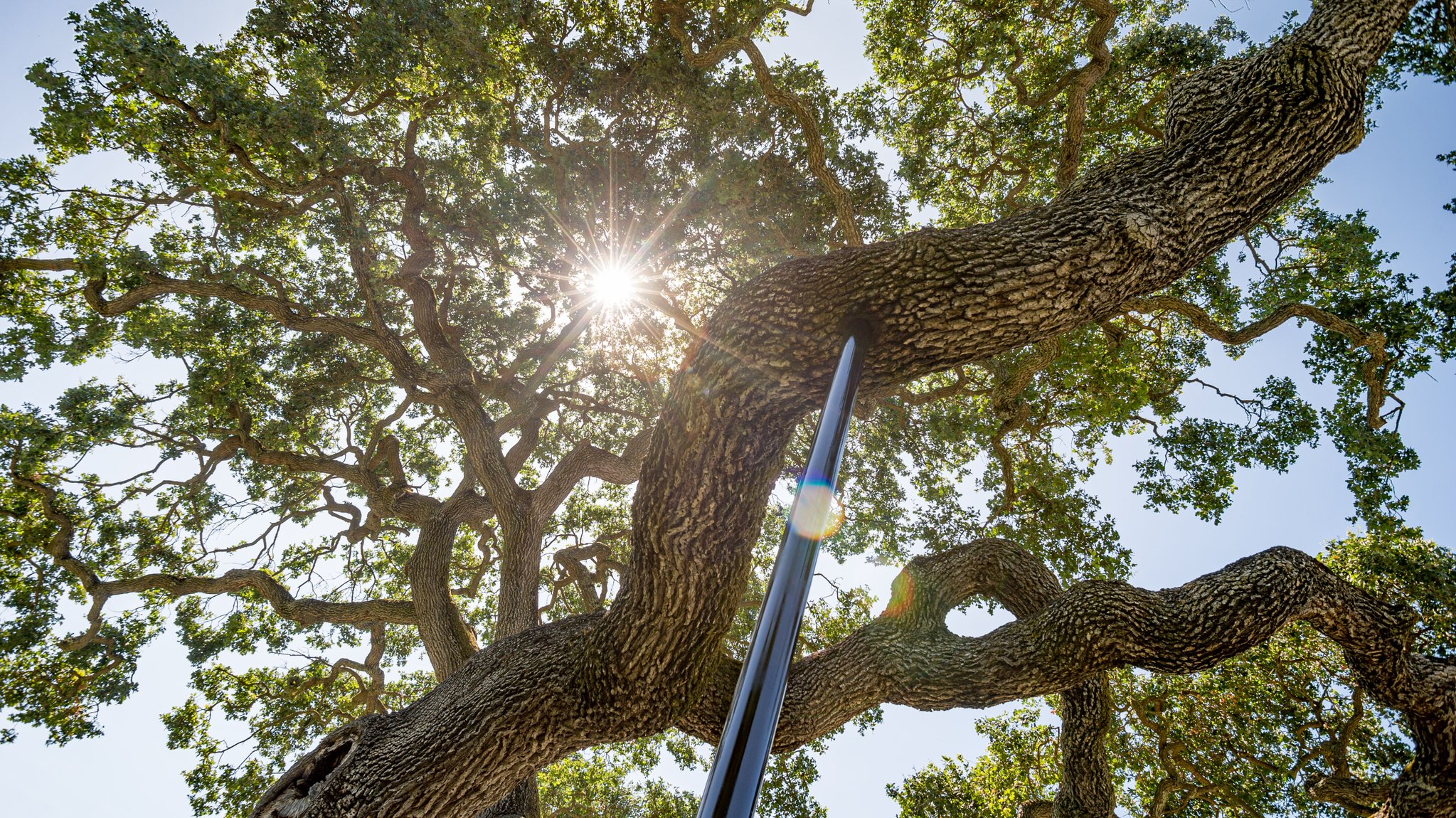 Talking Trees new podcast alert! Saving special trees with cabling