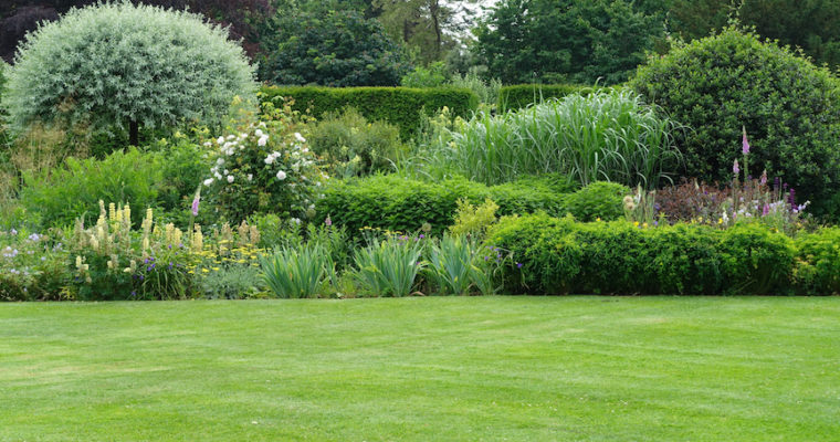 Everything You Need to Know About Growing A Lush, Organic Lawn