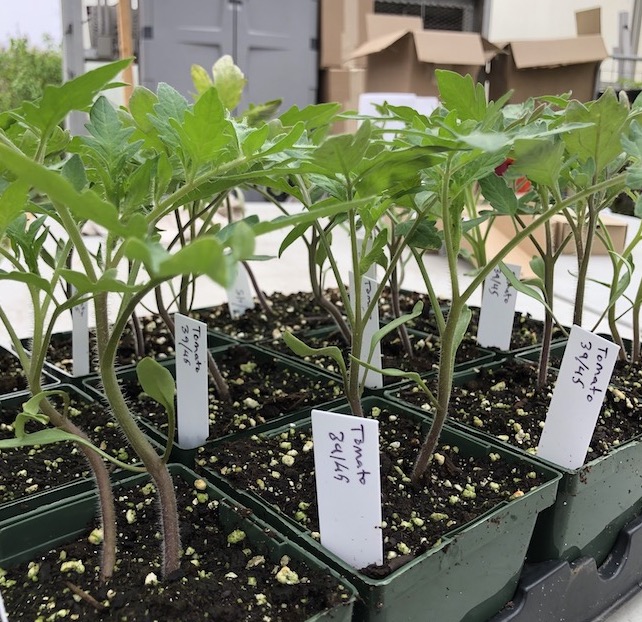 Angora Gardens Spring Plant Sale continues this week. 3945 tomato plants available