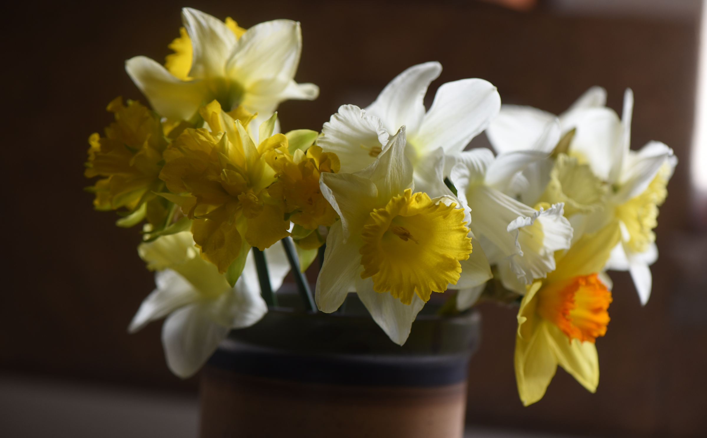 In Doug’s Garden: Making Daffodils Last in Your Home