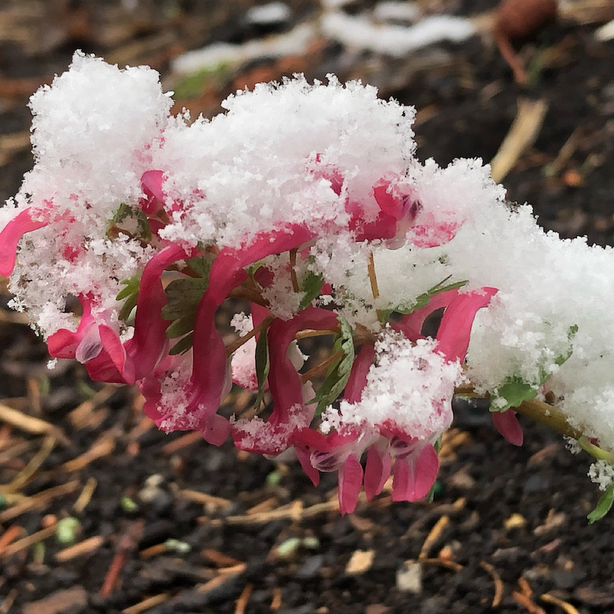 Surprise Spring Cold Snap Tested Pittsburgh Gardens